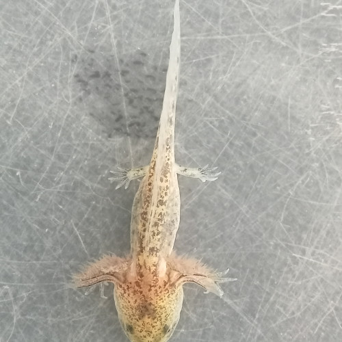 Axolotls disponibles