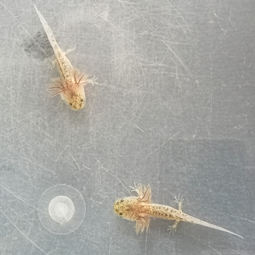 Axolotls disponibles