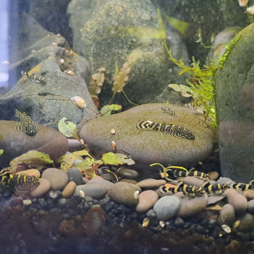 Aquatlantis élégance expert 60 (env. 100 litres net)