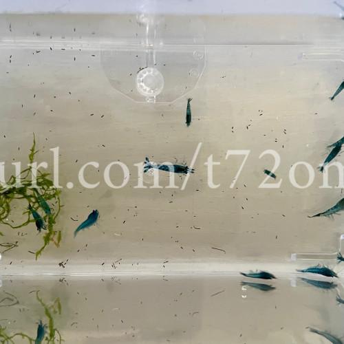 15+2 crevettes Neocaridina Davidi Blue Dream aquarium poissons