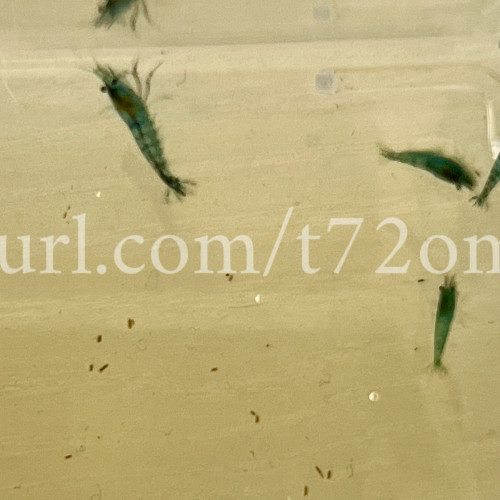 15+2 crevettes Neocaridina Davidi Blue Dream aquarium poissons