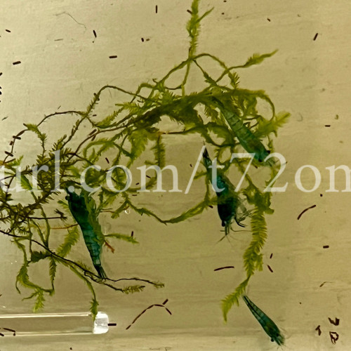 15+2 crevettes Neocaridina Davidi Blue Dream aquarium poissons