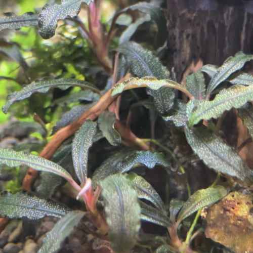 Aquarium plant Bucephalandra kedagang