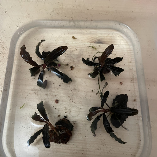 Aquarium plant Bucephalandra kedagang