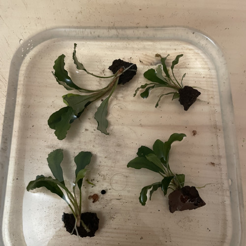 Aquarium plant Bucephalandra green wavy