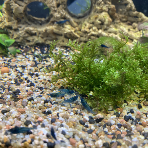 Crevettes Blue Velvet