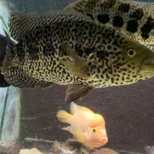 Vends parachromis adulte