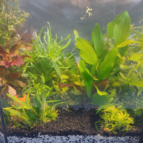 Plantes suite taille et tri dans le bac