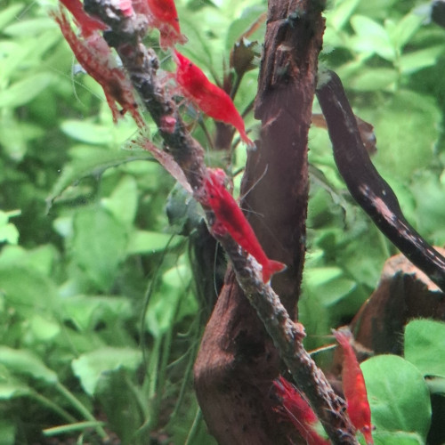 CREVETTE SAKURA ROUGE