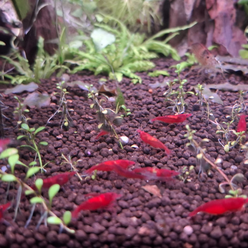 CREVETTE SAKURA ROUGE