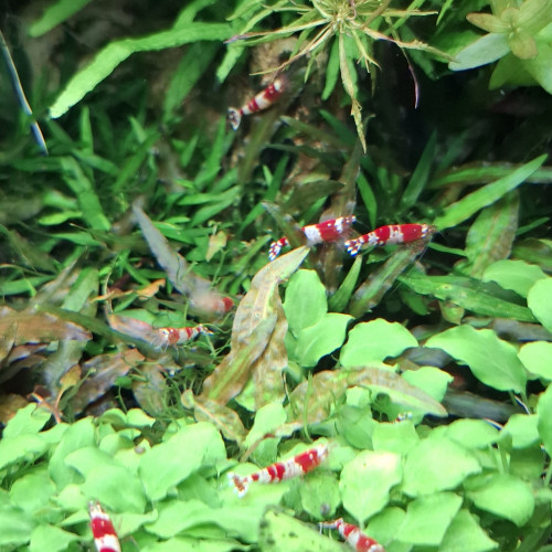 CREVETTE CARIDINA CANTONENSYS CRS