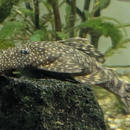 Donne Ancistrus ( Gratuit )