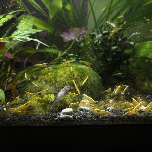 Neocaridina Yellow Line