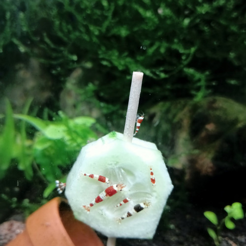 Crevettes Pure Red Line