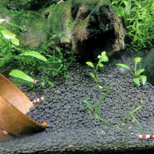 Crevettes Pure Red Line