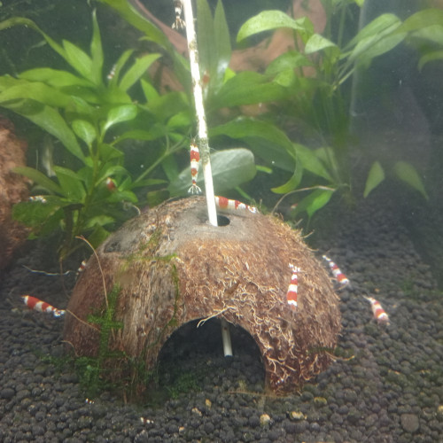 Crevettes Pure Red Line