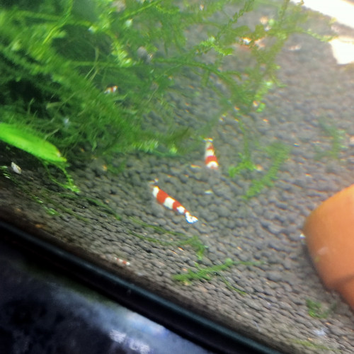 Crevettes Pure Red Line