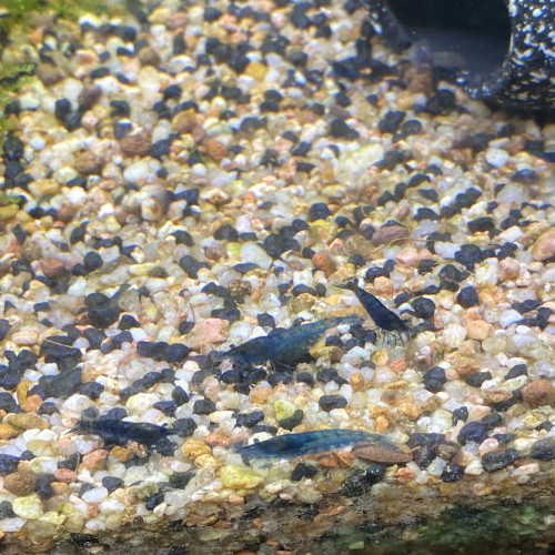 Crevettes Blue Velvet