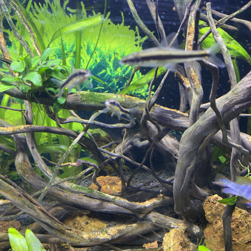 mangeur d'algues siamois ou Barbeau à raie noire