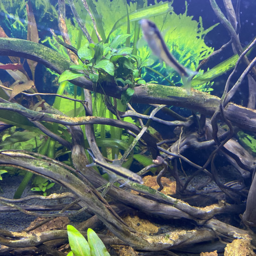 mangeur d'algues siamois ou Barbeau à raie noire