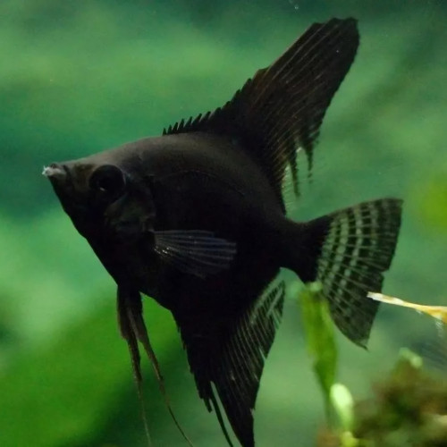 Donne pour cause déménagement