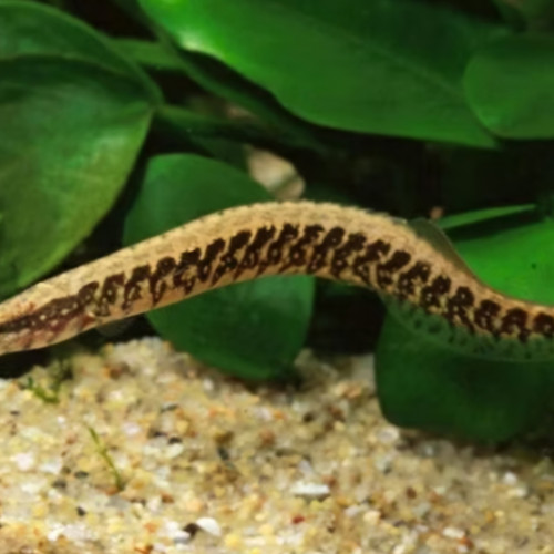 Donne pour cause déménagement