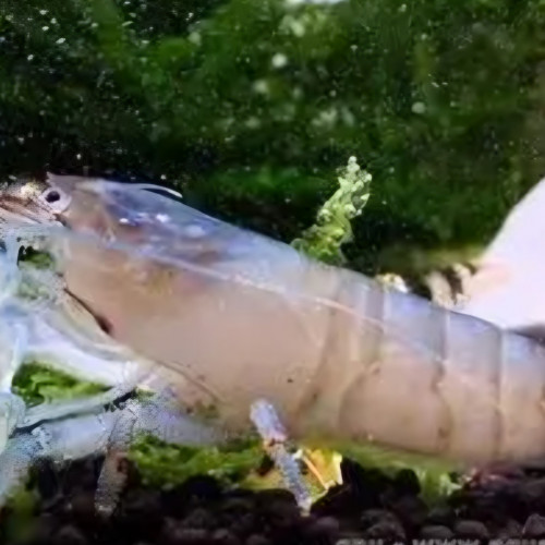 Donne pour cause déménagement