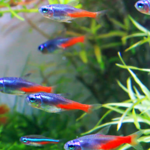 Donne pour cause déménagement