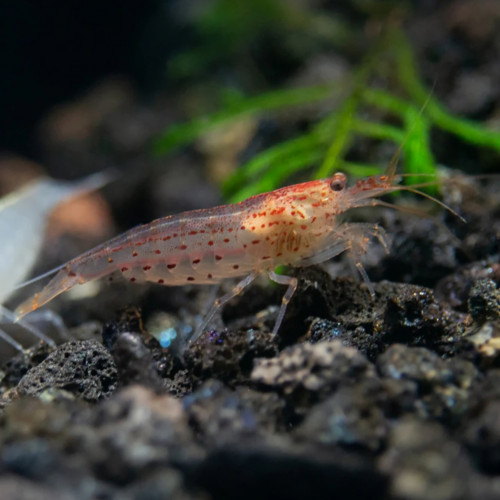 Donne pour cause déménagement