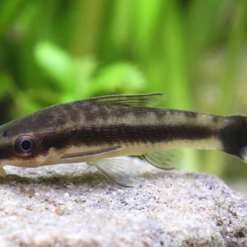 Donne pour cause déménagement