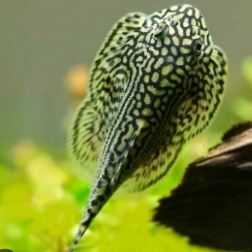 Donne pour cause déménagement