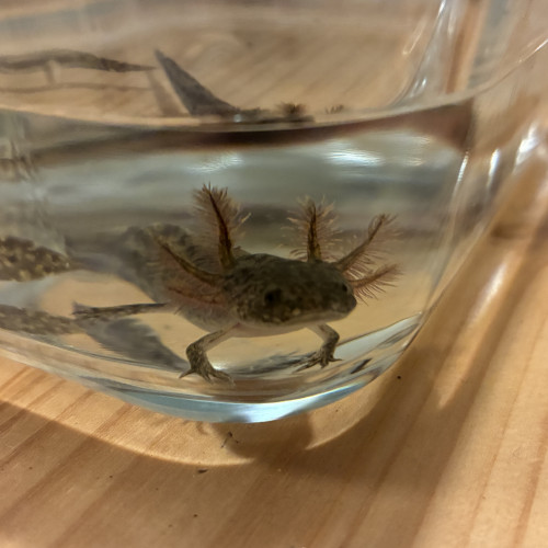 Don axolotls