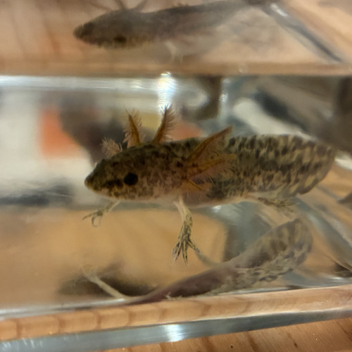 Don axolotls