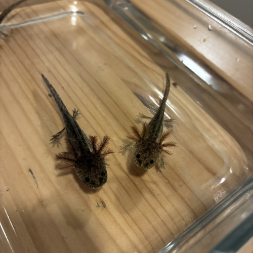 Don axolotls