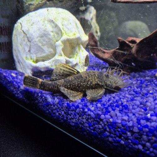 DON PLECO