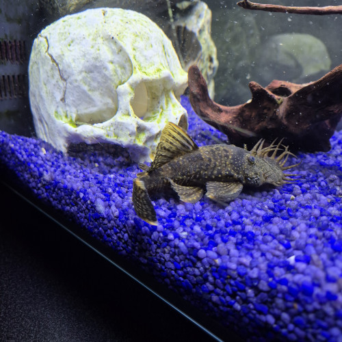 DON PLECO