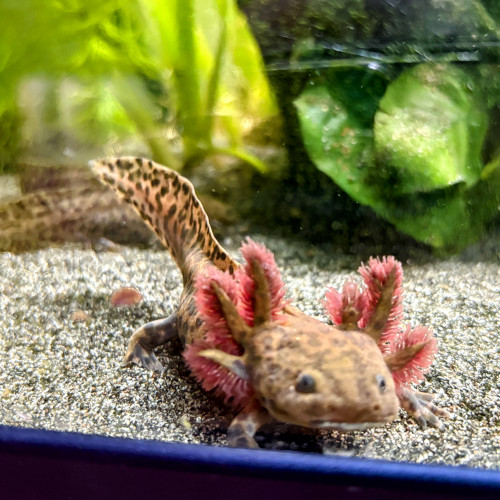Pleurodele waltl / ambystoma andersoni / axolotl ambystoma mexicanum