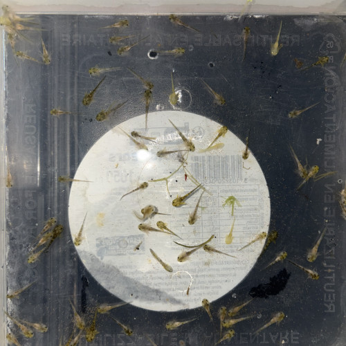 Pleurodele waltl / ambystoma andersoni / axolotl ambystoma mexicanum