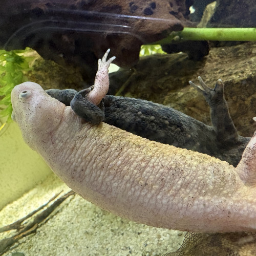 Pleurodele waltl / ambystoma andersoni / axolotl ambystoma mexicanum