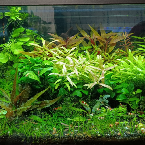 Plante aquatique et hydroponie