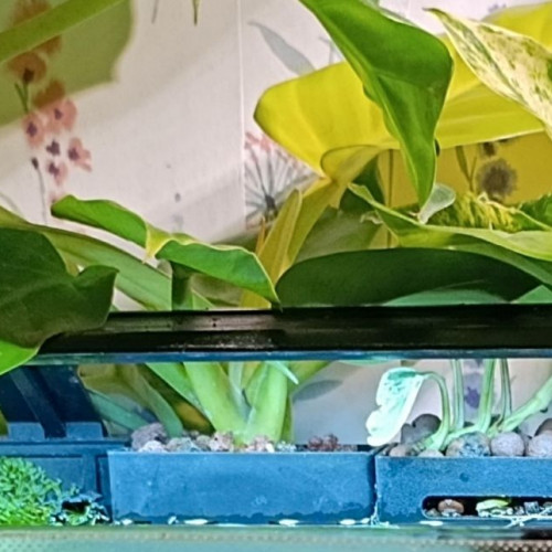 Aquarium de 80×30×40