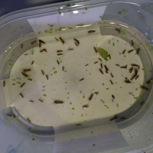 Souches nourriture vivante