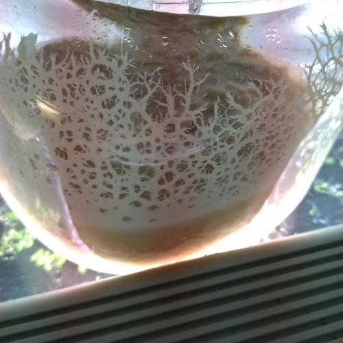 Souches nourriture vivante