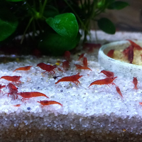 CREVETTE BLOODY MARY NEOCARIDINA