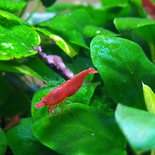 CREVETTE BLOODY MARY NEOCARIDINA