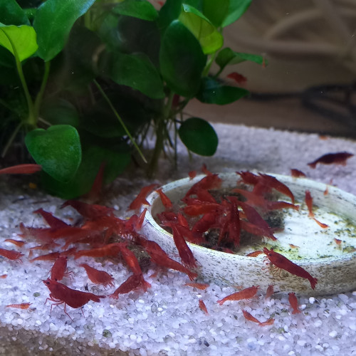 CREVETTE BLOODY MARY NEOCARIDINA