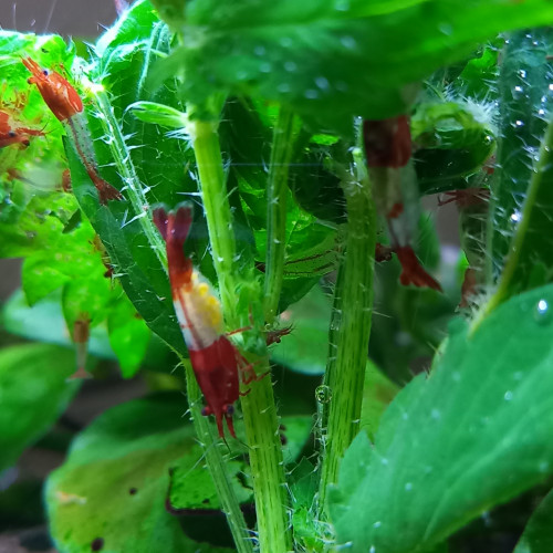 CREVETTE RILI RED NEOCARIDINA