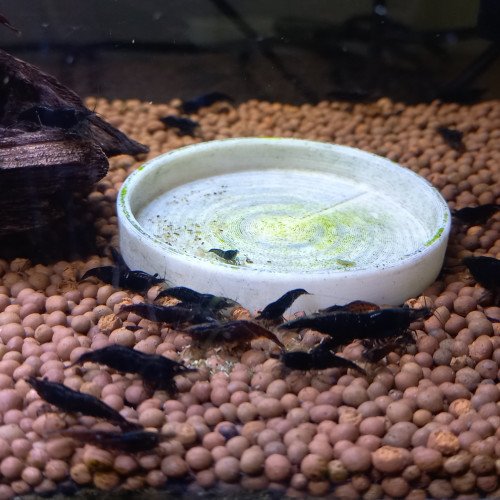 CREVETTE BLACK SAKURA NEOCARIDINA