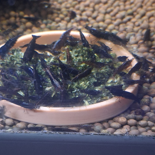 CREVETTE BLACK SAKURA NEOCARIDINA