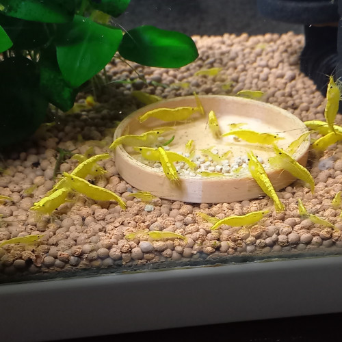 CREVETTE YELLOW NÉON NEOCARIDINA
